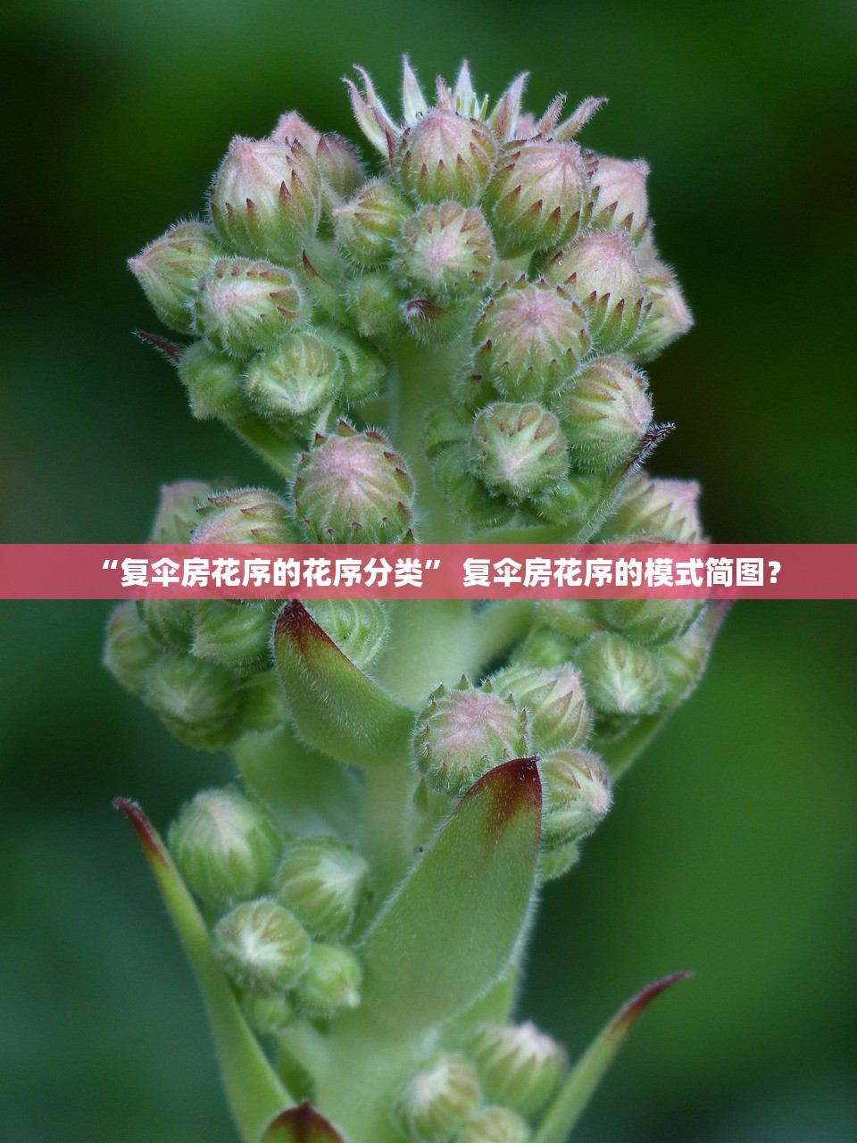 “复伞房花序的花序分类” 复伞房花序的模式简图？