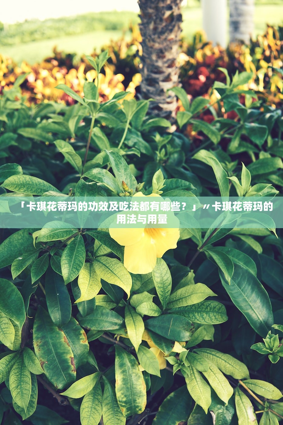 「卡琪花蒂玛的功效及吃法都有哪些？」〃卡琪花蒂玛的用法与用量