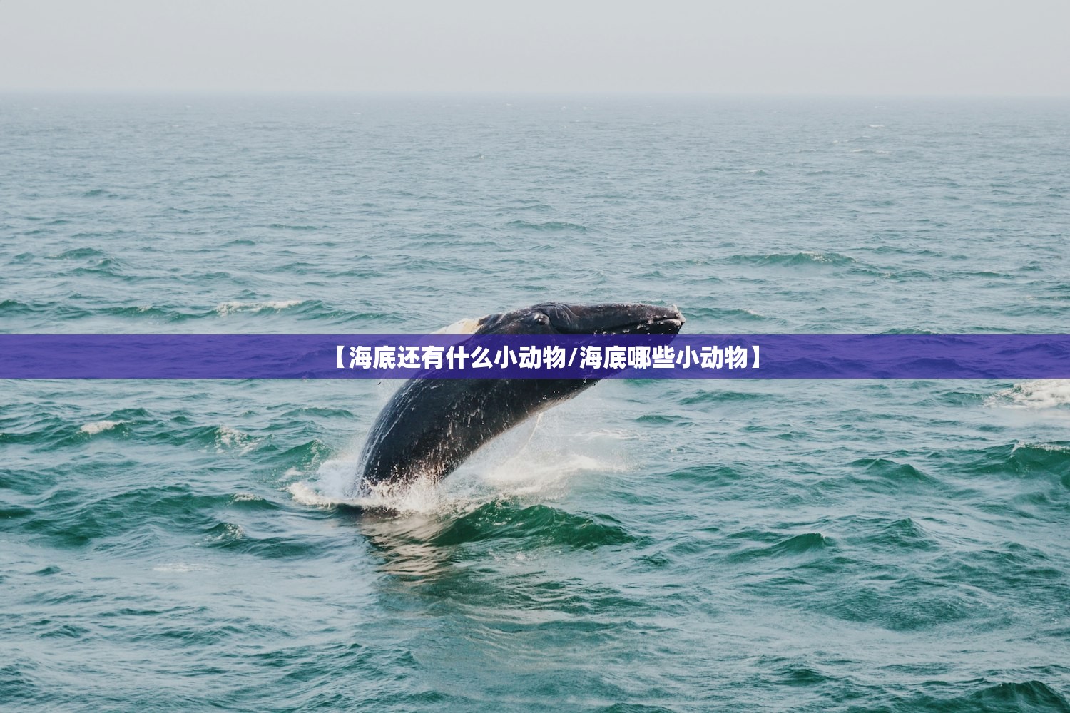 【海底还有什么小动物/海底哪些小动物】