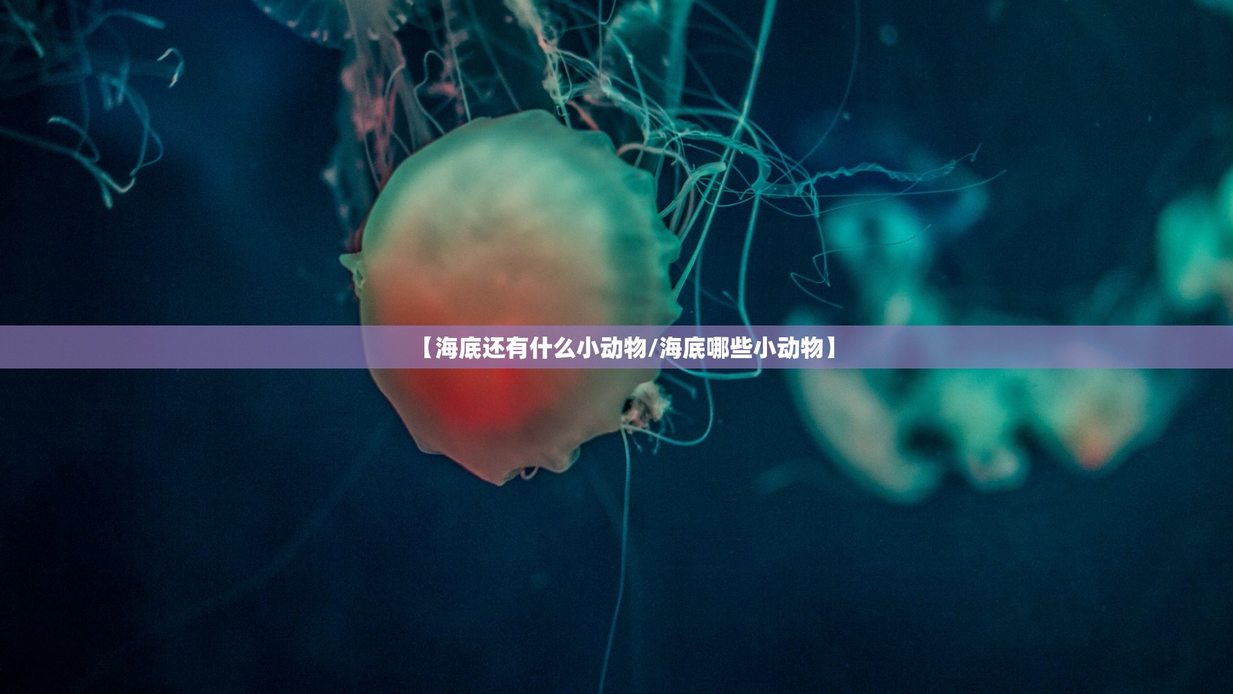 【海底还有什么小动物/海底哪些小动物】