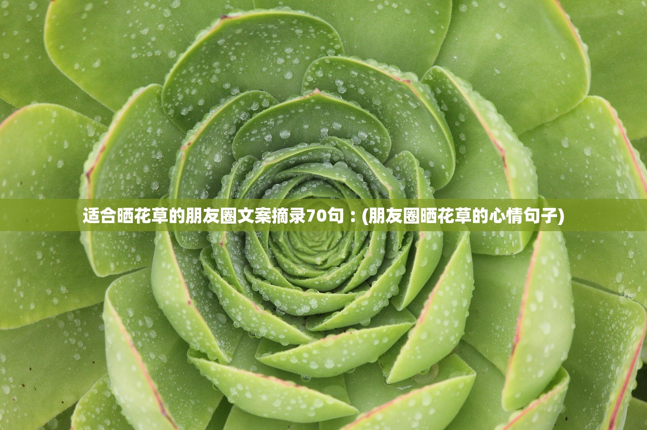 适合晒花草的朋友圈文案摘录70句︰(朋友圈晒花草的心情句子)