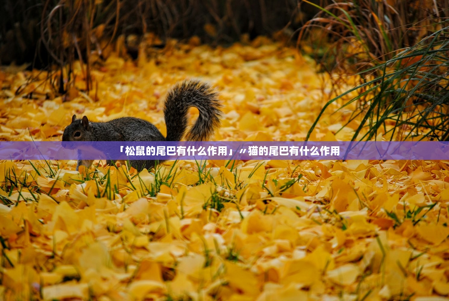 「松鼠的尾巴有什么作用」〃猫的尾巴有什么作用