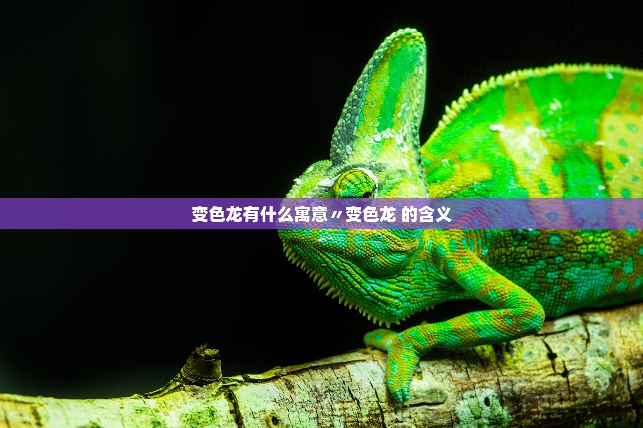 变色龙有什么寓意〃变色龙 的含义