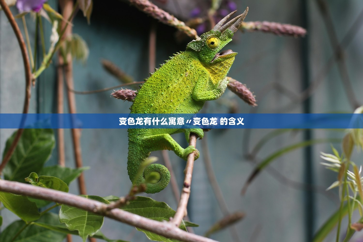 变色龙有什么寓意〃变色龙 的含义
