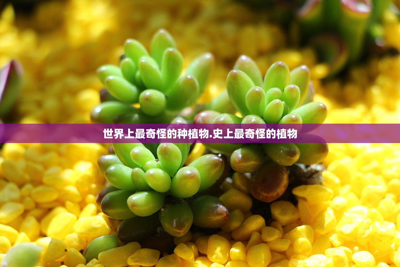 世界上最奇怪的种植物.史上最奇怪的植物