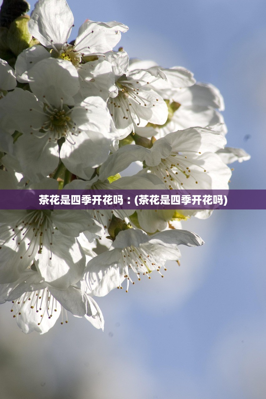 茶花是四季开花吗︰(茶花是四季开花吗)