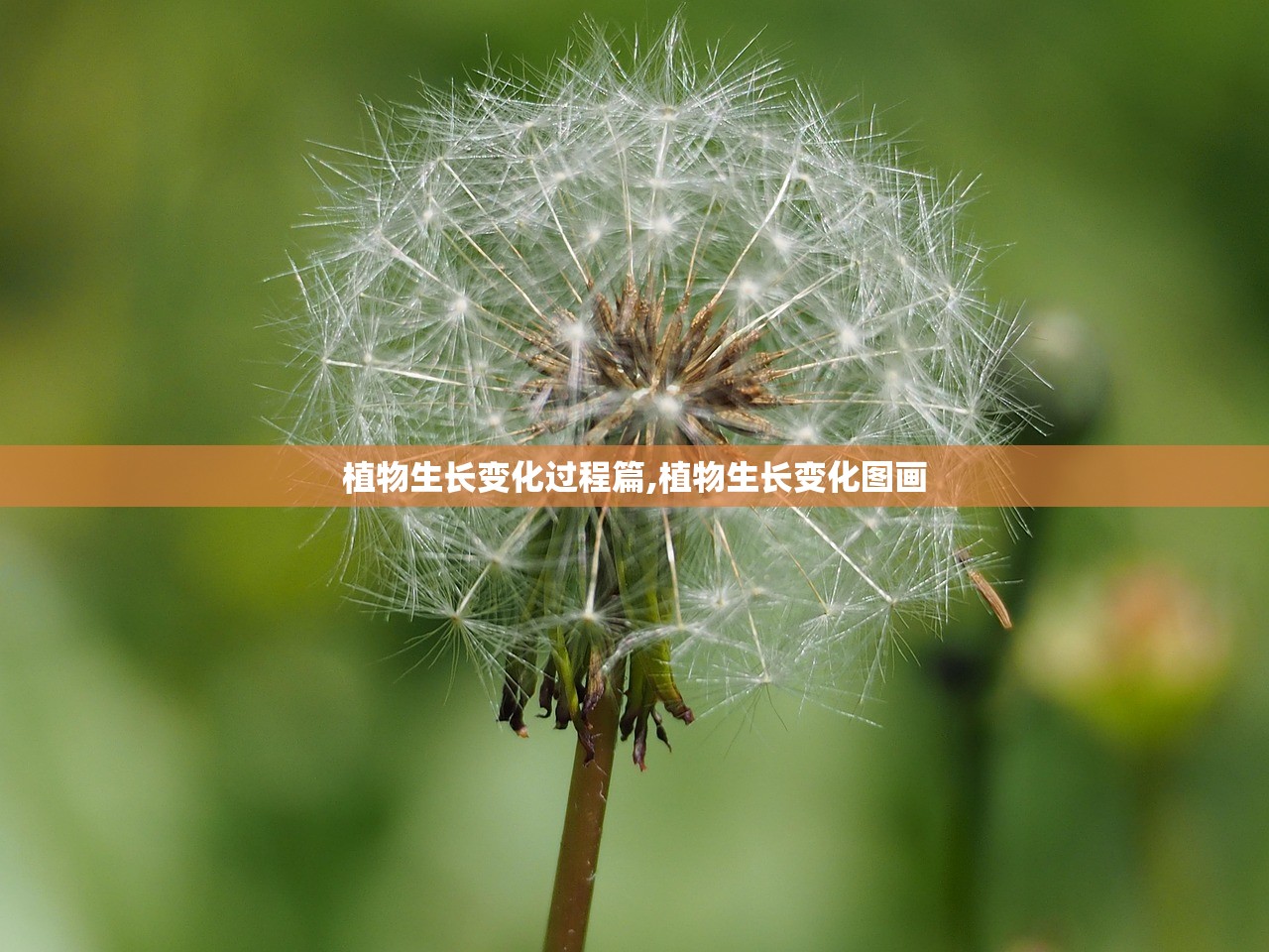 植物生长变化过程篇,植物生长变化图画 植物生长变化过程篇,植物生长变化图画