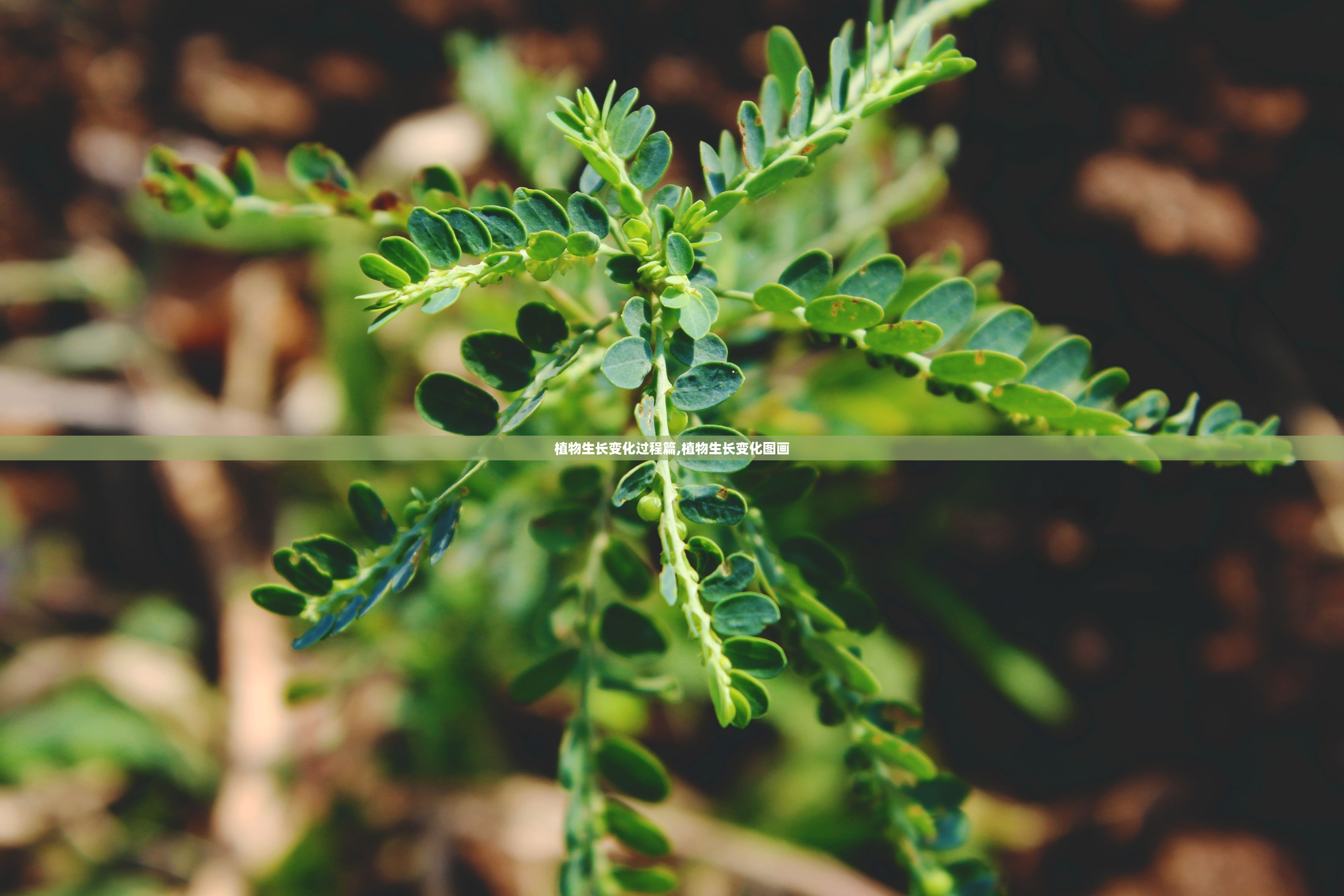 植物生长变化过程篇,植物生长变化图画 植物生长变化过程篇,植物生长变化图画