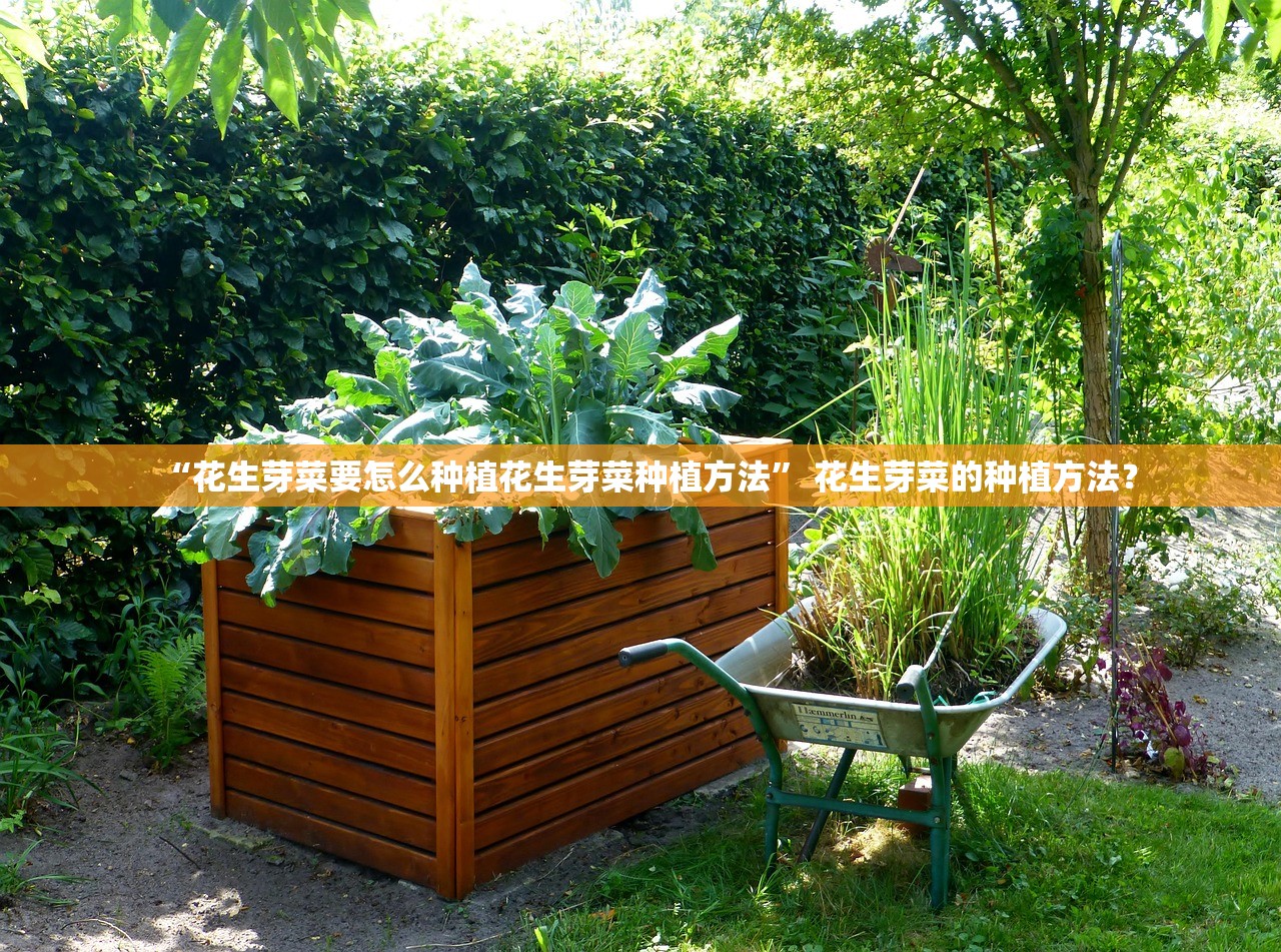 “花生芽菜要怎么种植花生芽菜种植方法” 花生芽菜的种植方法？