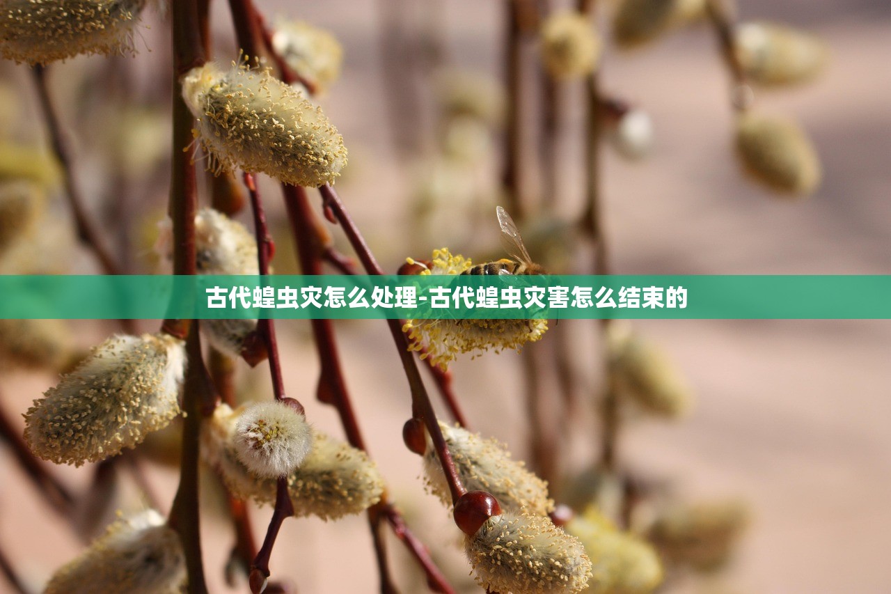 古代蝗虫灾怎么处理-古代蝗虫灾害怎么结束的 古代蝗虫灾怎么处理-古代蝗虫灾害怎么结束的