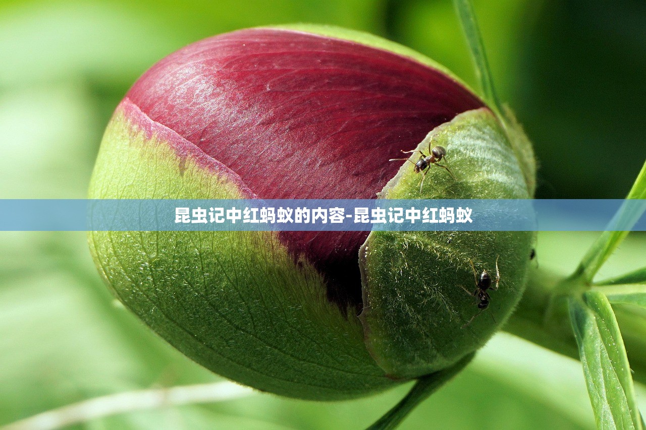 昆虫记中红蚂蚁的内容-昆虫记中红蚂蚁 昆虫记中红蚂蚁的内容-昆虫记中红蚂蚁