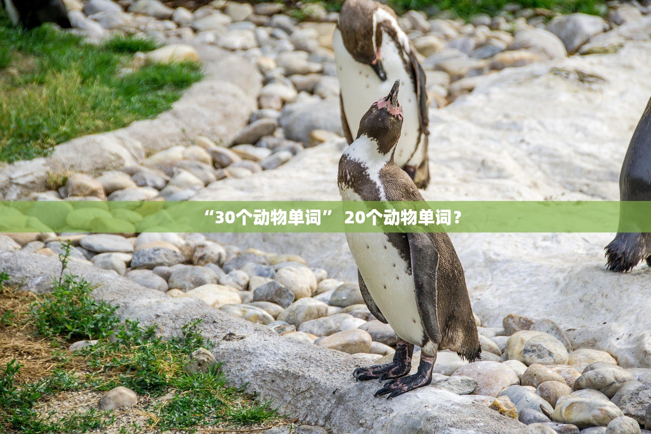 “30个动物单词” 20个动物单词？