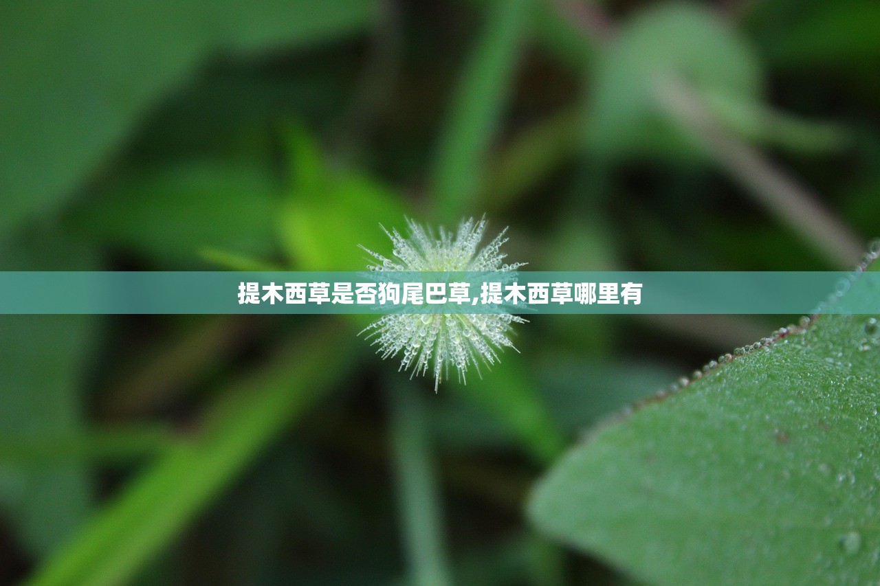 提木西草是否狗尾巴草,提木西草哪里有