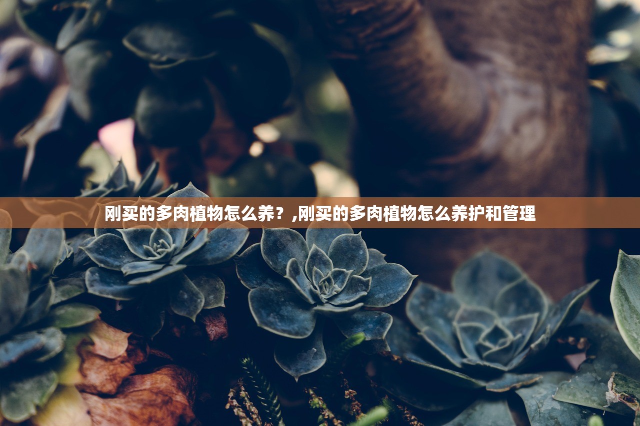 刚买的多肉植物怎么养?,刚买的多肉植物怎么养护和管理 刚买的多肉植物怎么养?,刚买的多肉植物怎么养护和管理