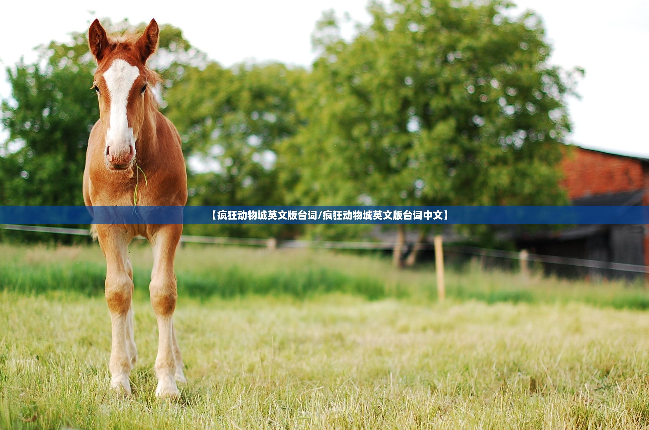 【疯狂动物城英文版台词/疯狂动物城英文版台词中文】