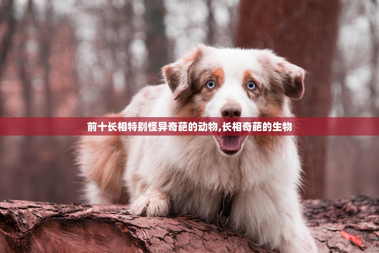 前十长相特别怪异奇葩的动物,长相奇葩的生物 前十长相特别怪异奇葩的动物,长相奇葩的生物