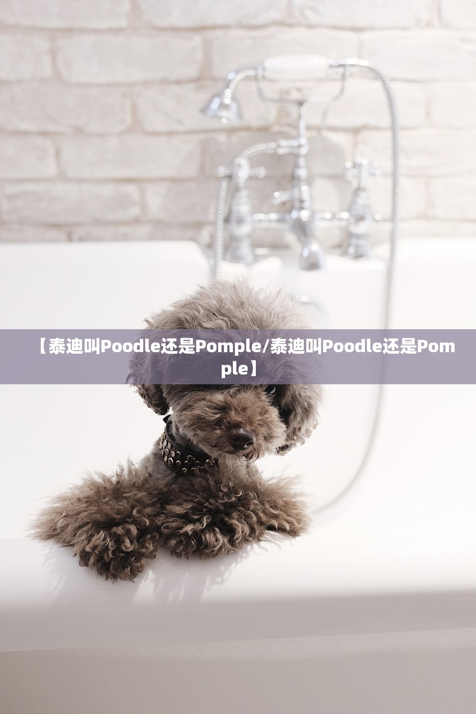 【泰迪叫Poodle还是Pomple/泰迪叫Poodle还是Pomple】