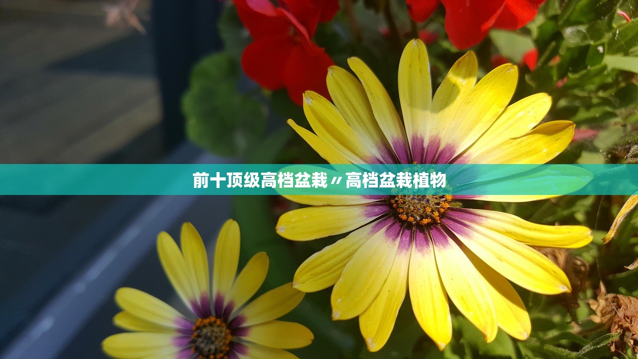 前十顶级高档盆栽〃高档盆栽植物