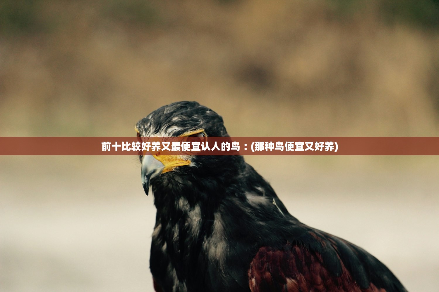 前十比较好养又最便宜认人的鸟︰(那种鸟便宜又好养) 前十比较好养又最便宜认人的鸟︰(那种鸟便宜又好养)