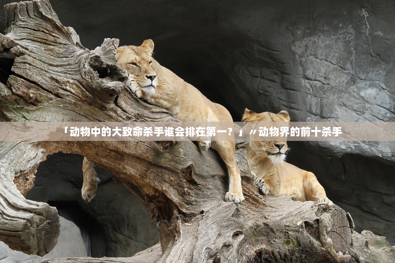 「动物中的大致命杀手谁会排在第一？」〃动物界的前十杀手