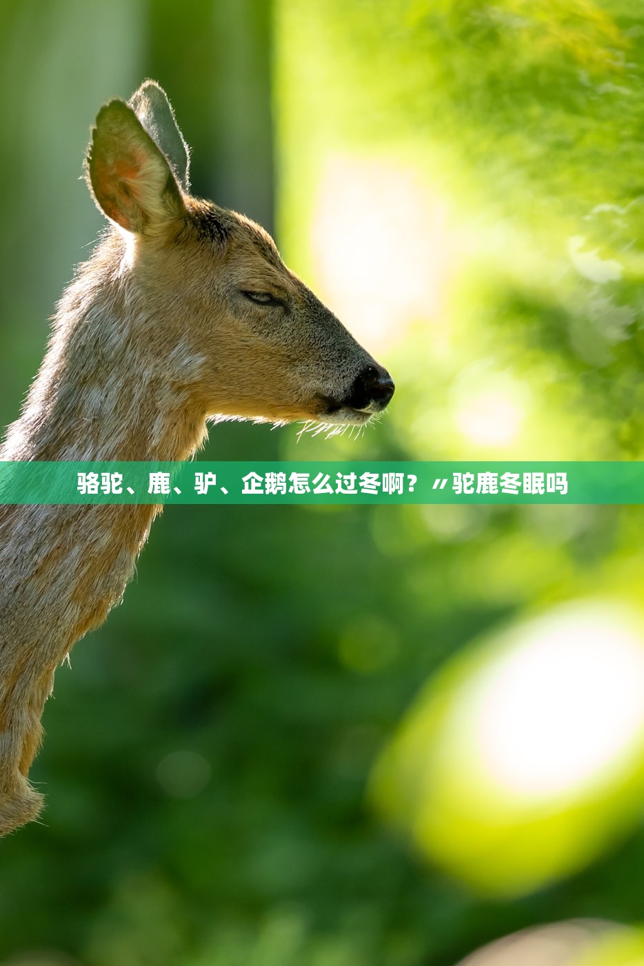 骆驼	、鹿、驴、企鹅怎么过冬啊？〃驼鹿冬眠吗