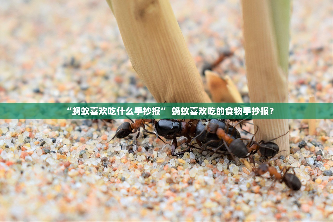 “蚂蚁喜欢吃什么手抄报	” 蚂蚁喜欢吃的食物手抄报？