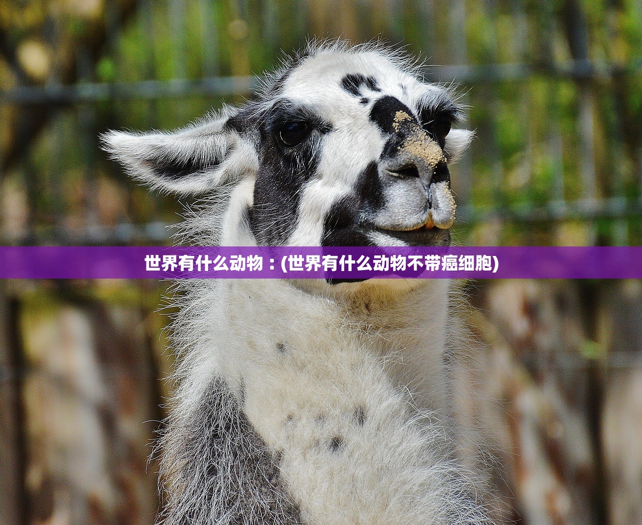 世界有什么动物︰(世界有什么动物不带癌细胞)