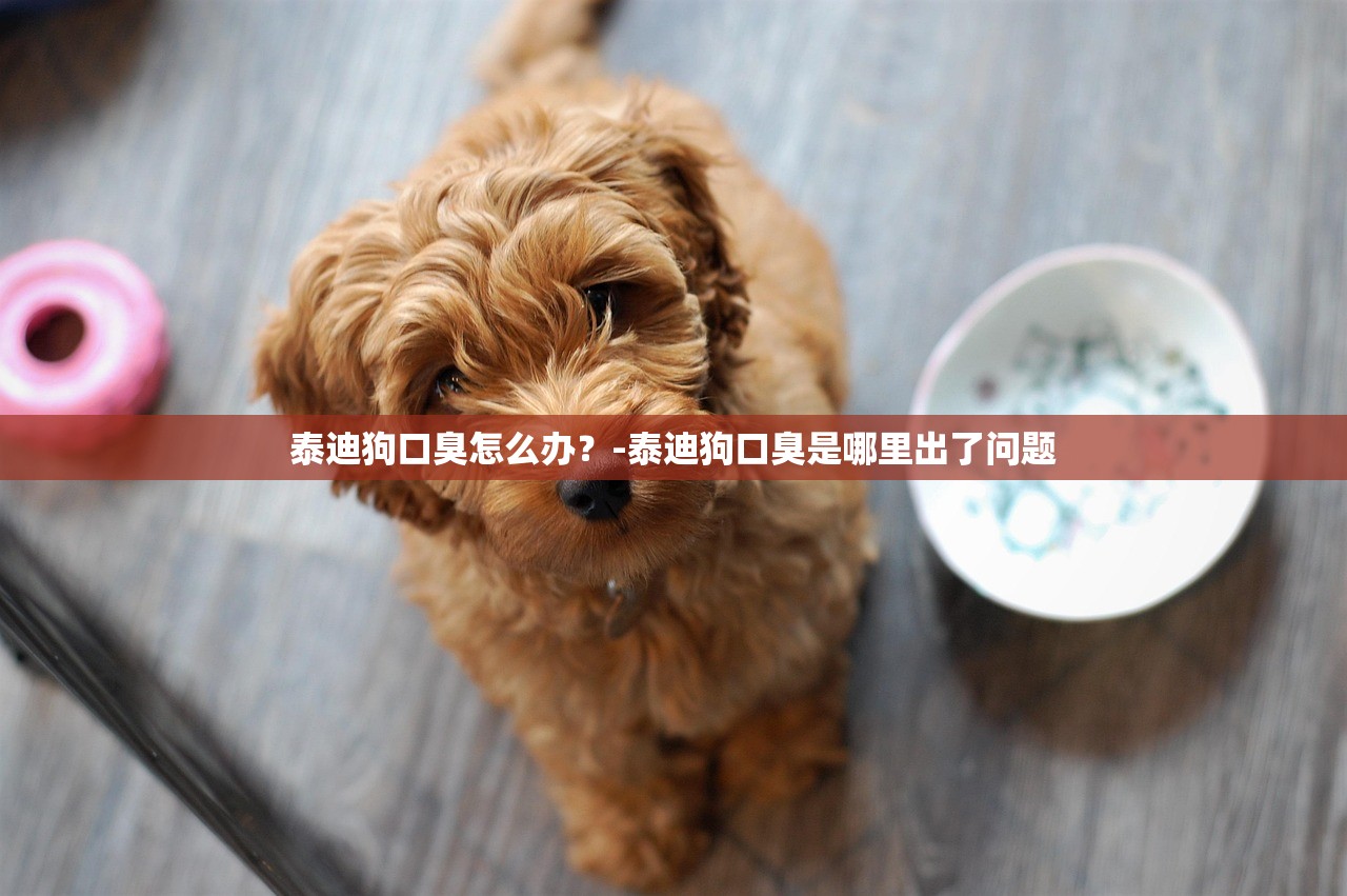 泰迪狗口臭怎么办?-泰迪狗口臭是哪里出了问题 泰迪狗口臭怎么办?-泰迪狗口臭是哪里出了问题