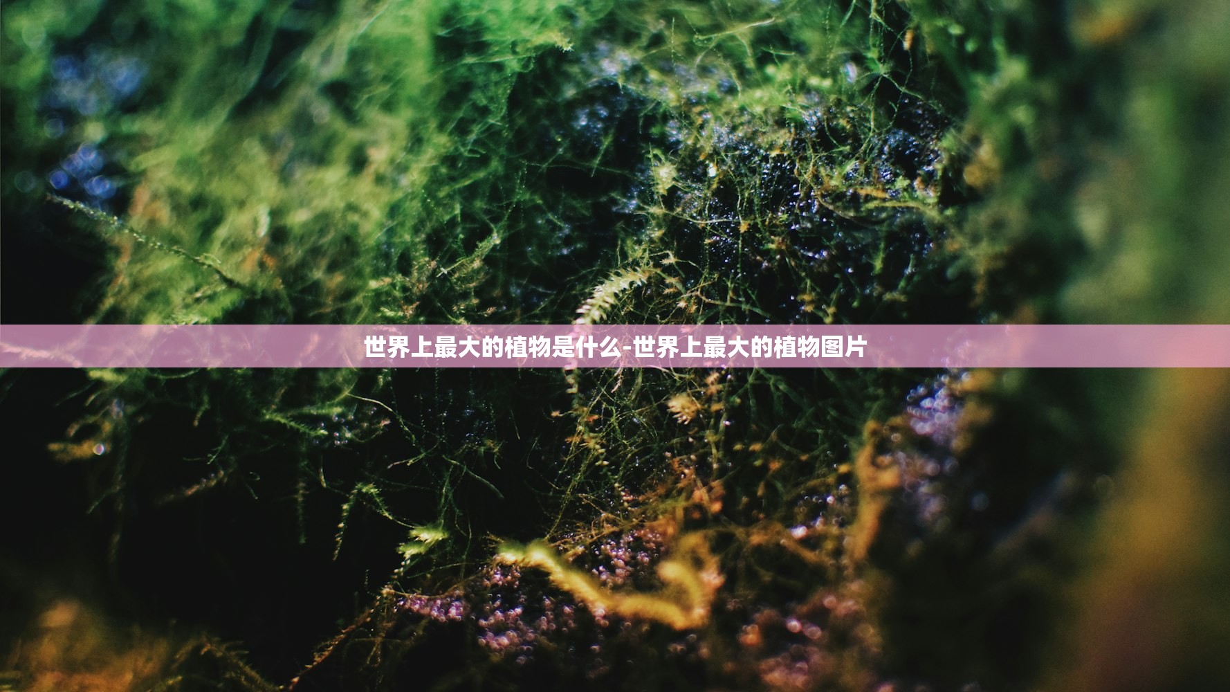 世界上最大的植物是什么-世界上最大的植物图片 世界上最大的植物是什么-世界上最大的植物图片