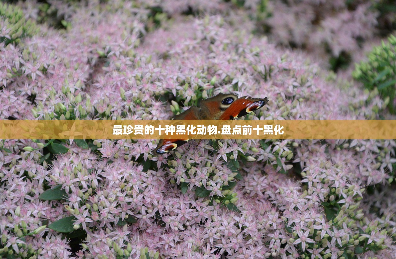 最珍贵的十种黑化动物.盘点前十黑化 最珍贵的十种黑化动物.盘点前十黑化