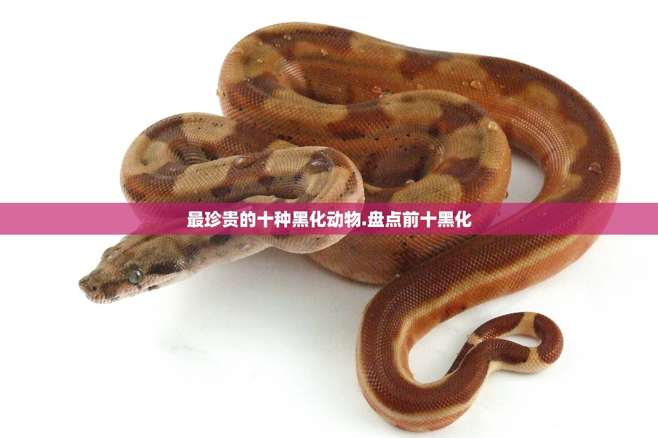 最珍贵的十种黑化动物.盘点前十黑化 最珍贵的十种黑化动物.盘点前十黑化