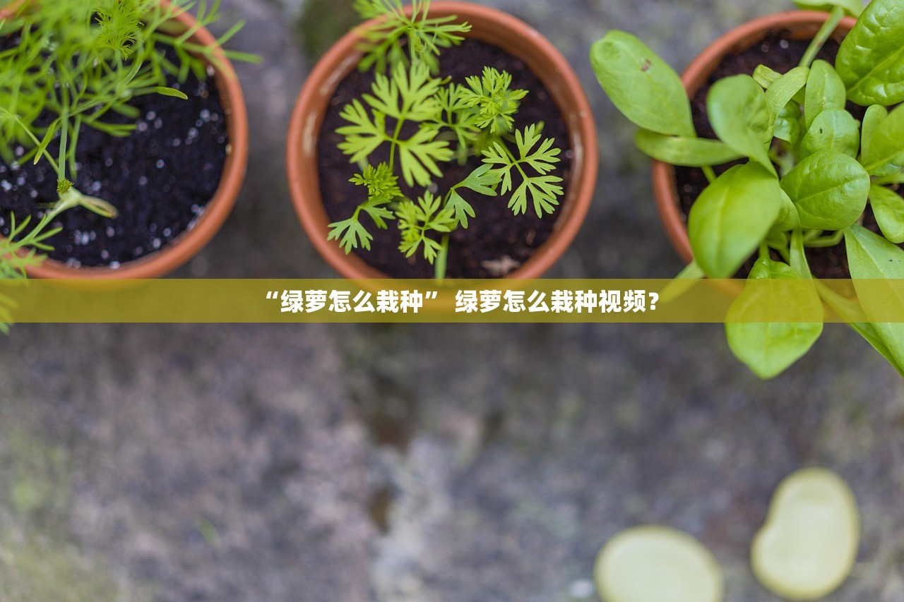 “绿萝怎么栽种” 绿萝怎么栽种视频？