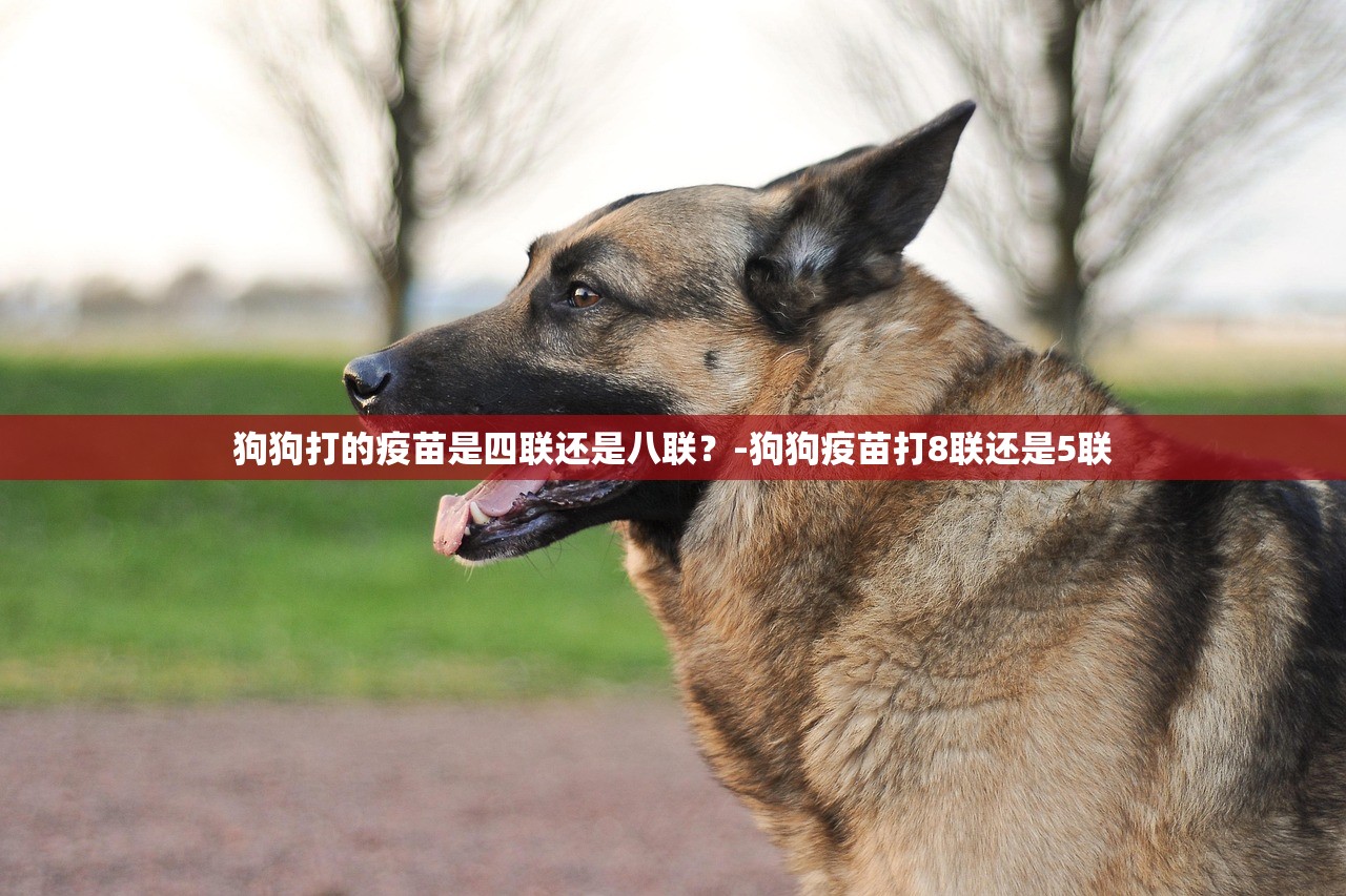 狗狗打的疫苗是四联还是八联？-狗狗疫苗打8联还是5联