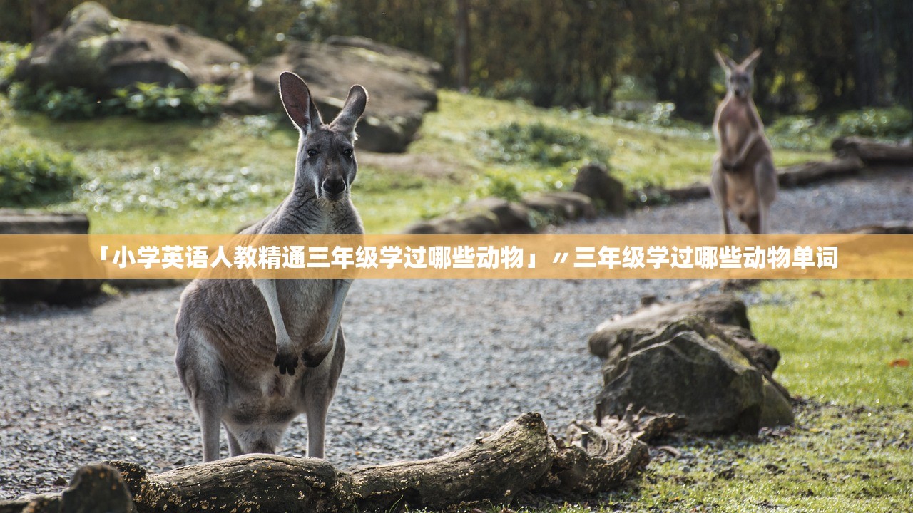 「小学英语人教精通三年级学过哪些动物」〃三年级学过哪些动物单词 「小学英语人教精通三年级学过哪些动物」〃三年级学过哪些动物单词