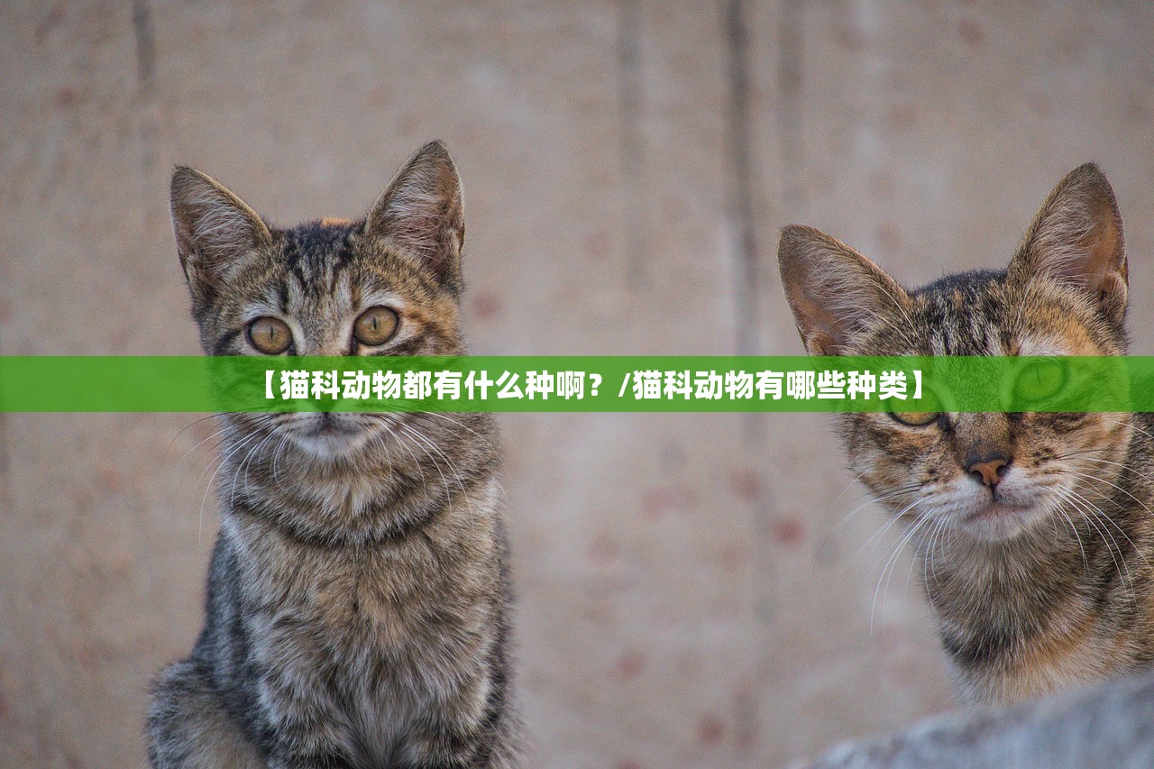 【猫科动物都有什么种啊？/猫科动物有哪些种类】