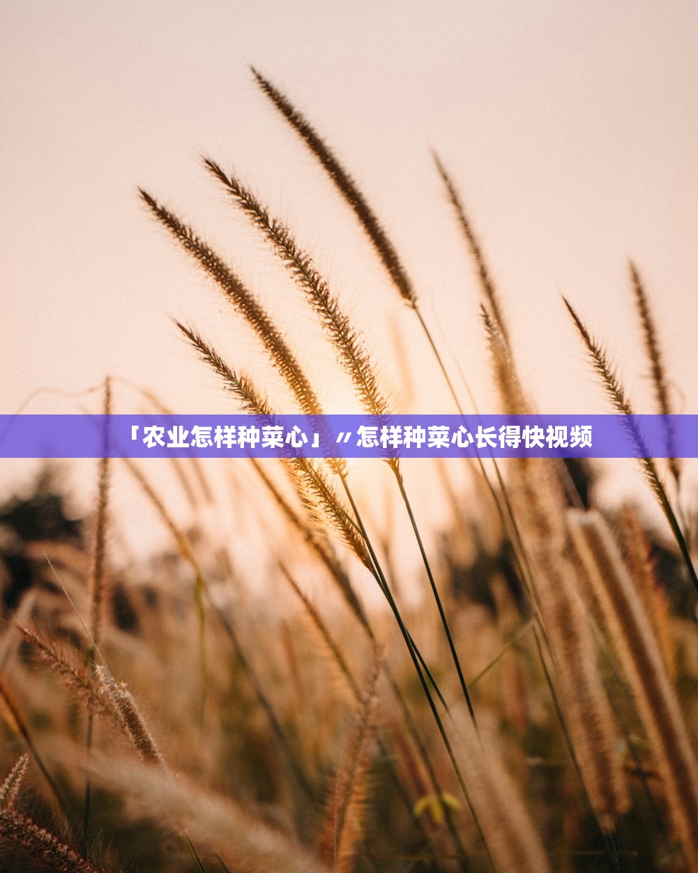 「农业怎样种菜心」〃怎样种菜心长得快视频 「农业怎样种菜心」〃怎样种菜心长得快视频
