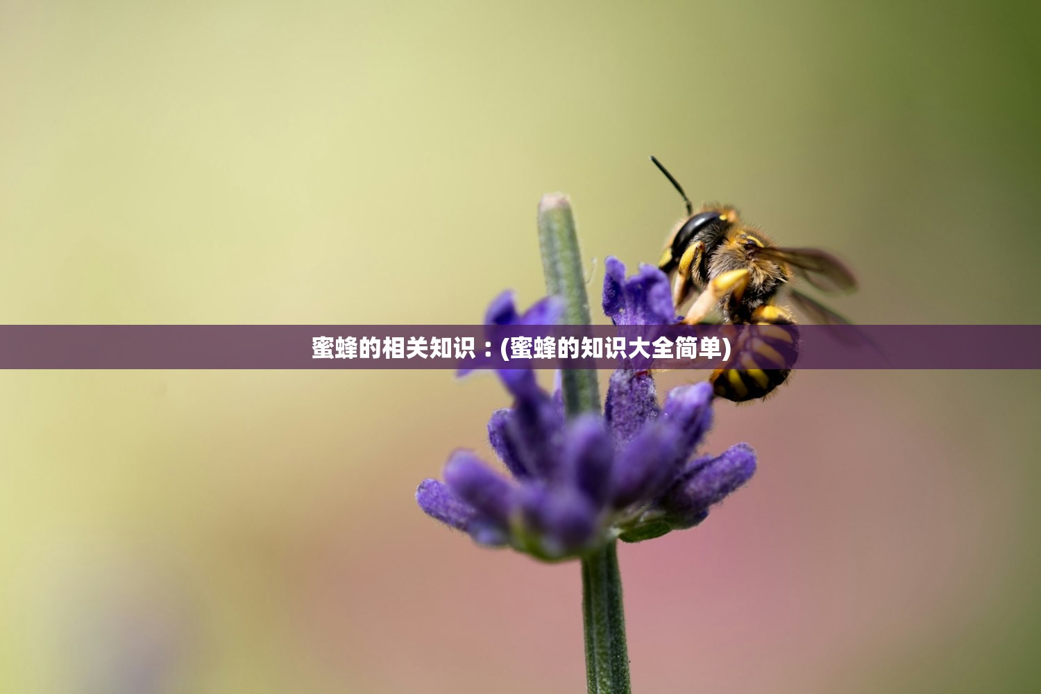 蜜蜂的相关知识︰(蜜蜂的知识大全简单) 蜜蜂的相关知识︰(蜜蜂的知识大全简单)