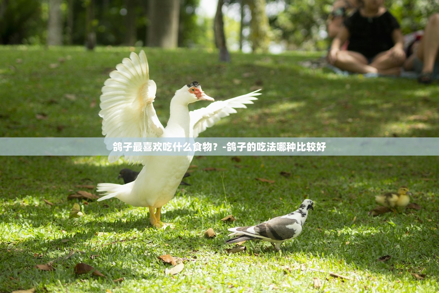鸽子最喜欢吃什么食物?-鸽子的吃法哪种比较好 鸽子最喜欢吃什么食物?-鸽子的吃法哪种比较好