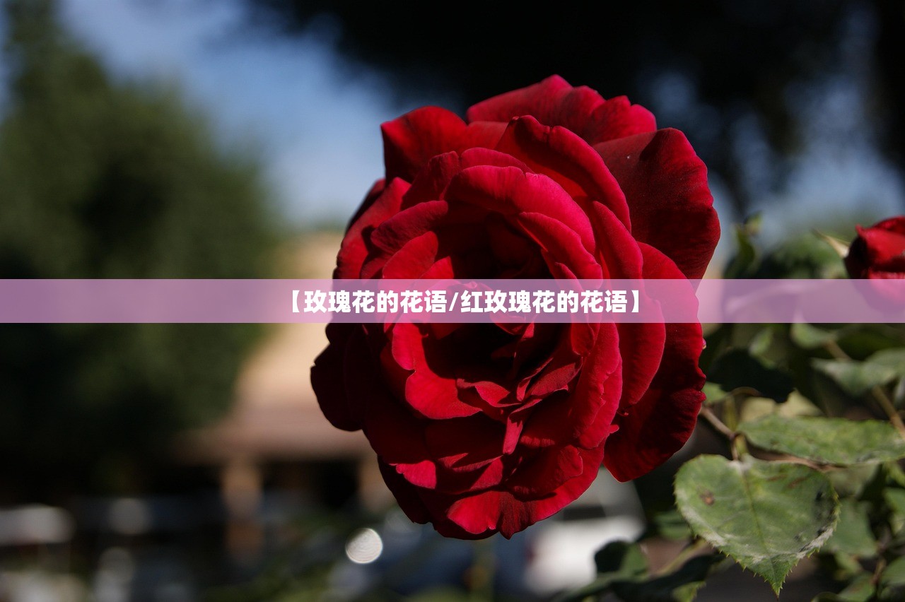 【玫瑰花的花语/红玫瑰花的花语】
