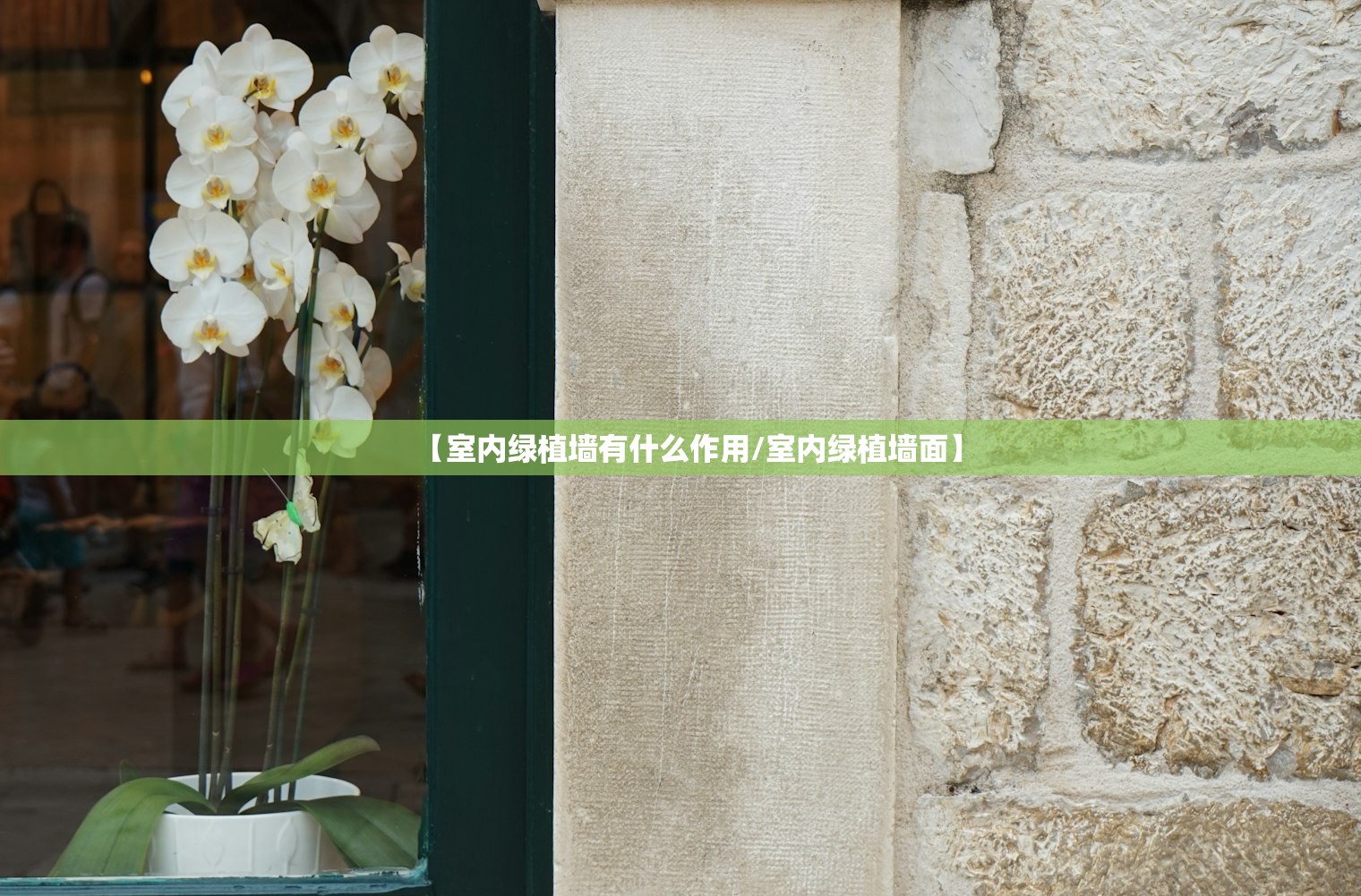 【室内绿植墙有什么作用/室内绿植墙面】