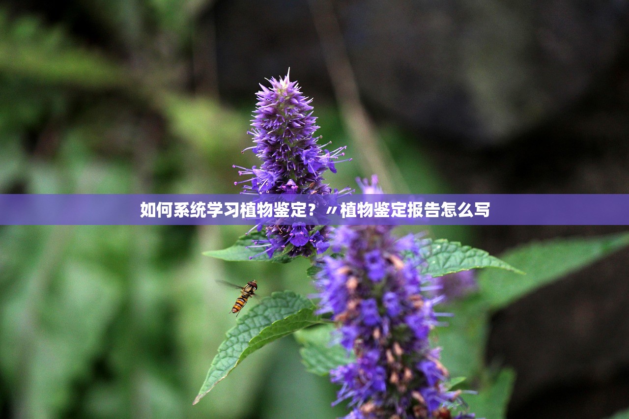 如何系统学习植物鉴定？〃植物鉴定报告怎么写