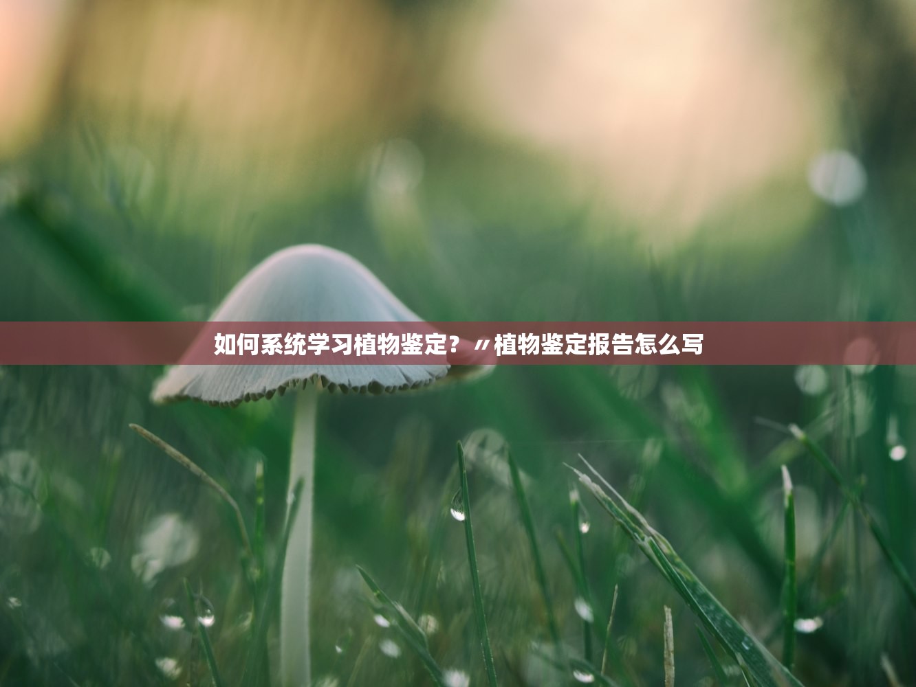 如何系统学习植物鉴定？〃植物鉴定报告怎么写