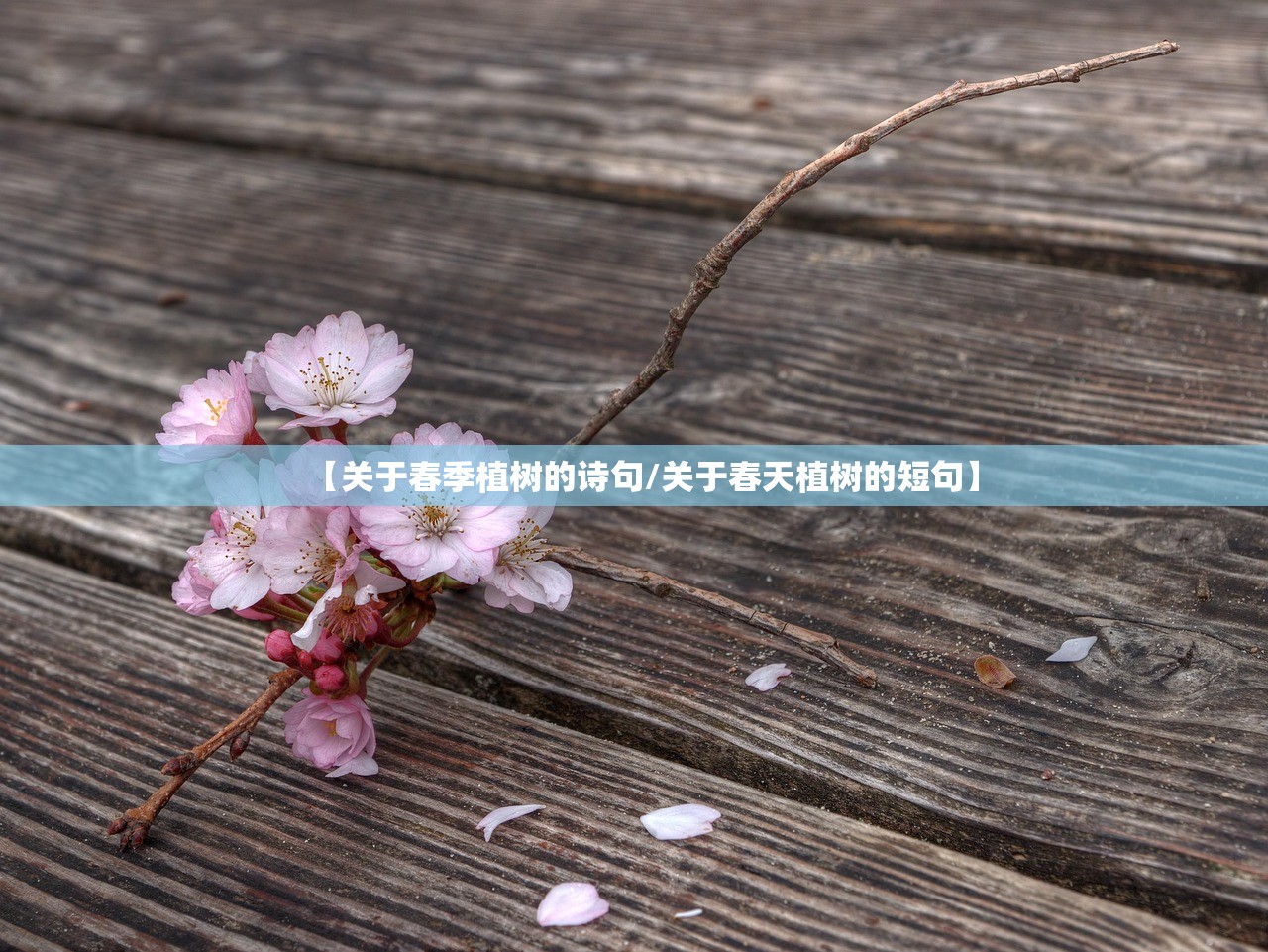 【关于春季植树的诗句/关于春天植树的短句】 【关于春季植树的诗句/关于春天植树的短句】