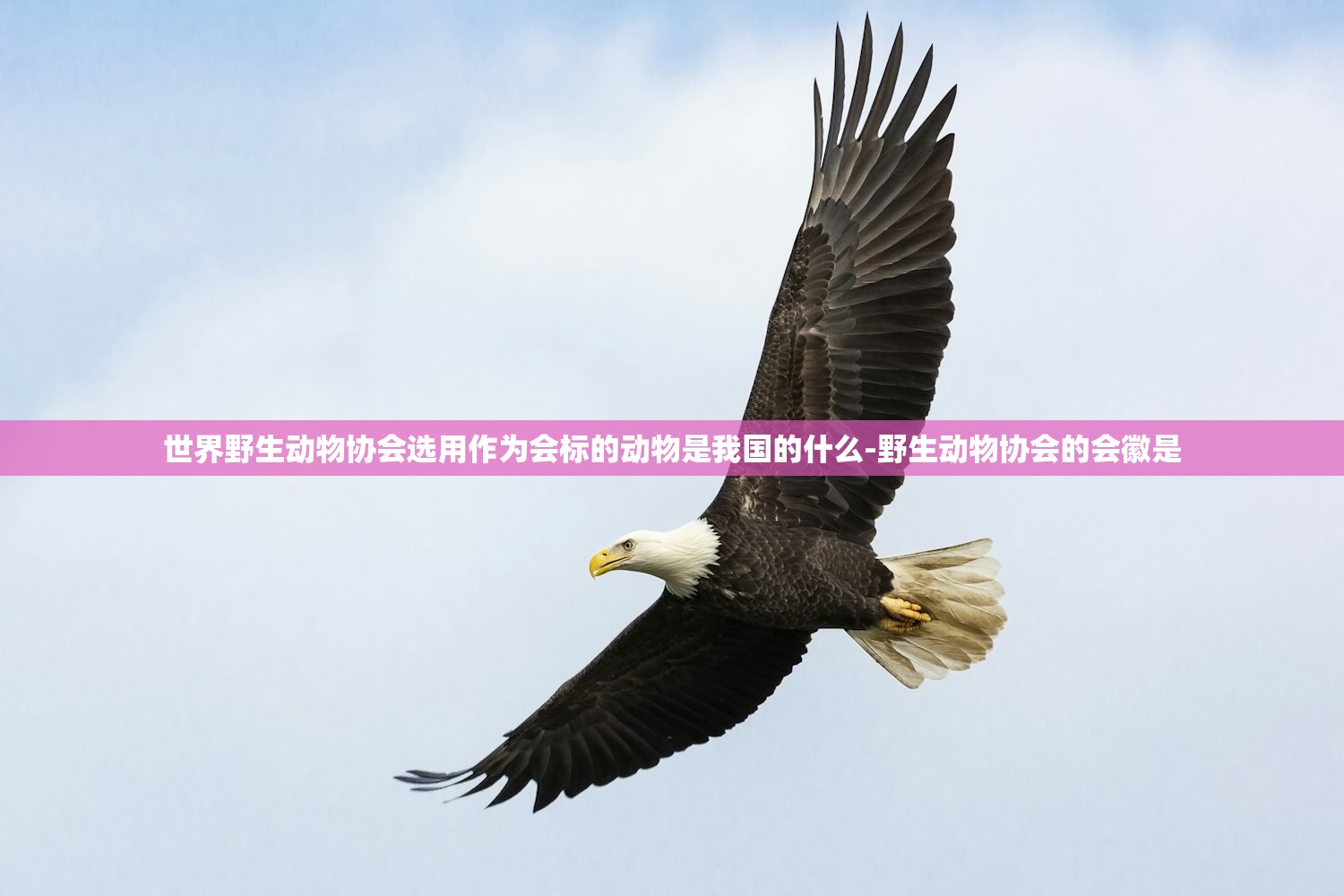 世界野生动物协会选用作为会标的动物是我国的什么-野生动物协会的会徽是 世界野生动物协会选用作为会标的动物是我国的什么-野生动物协会的会徽是