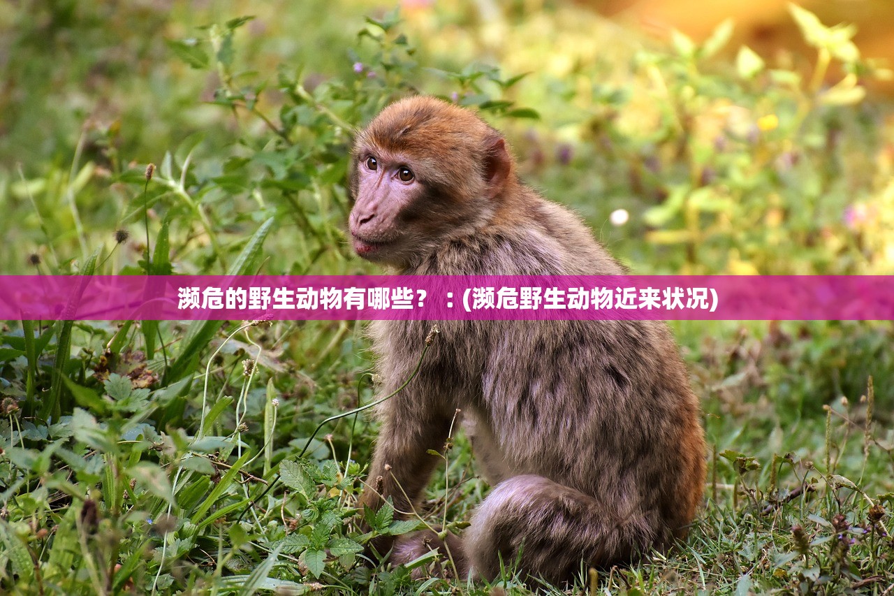 濒危的野生动物有哪些？︰(濒危野生动物近来状况)