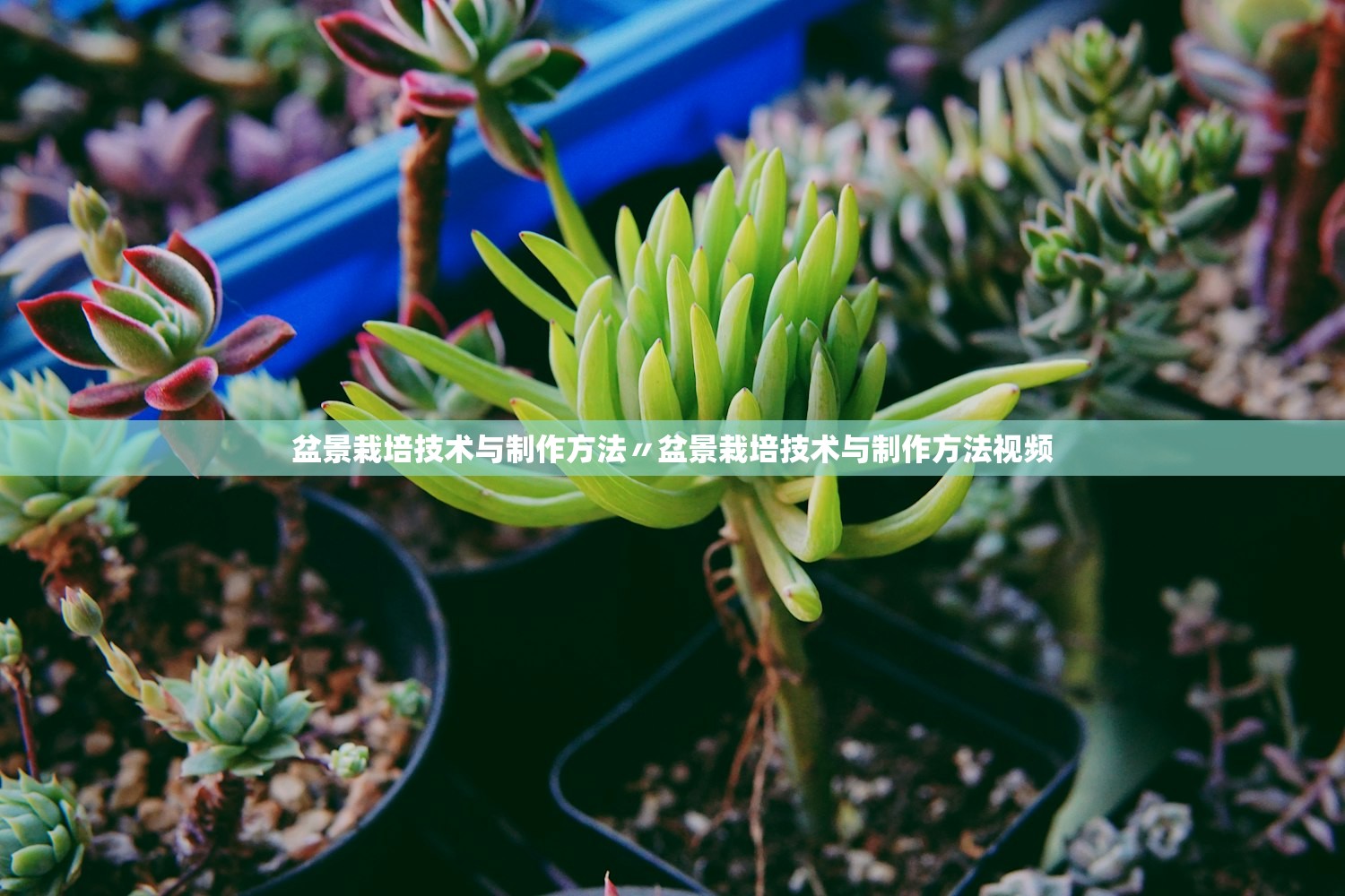 盆景栽培技术与制作方法〃盆景栽培技术与制作方法视频