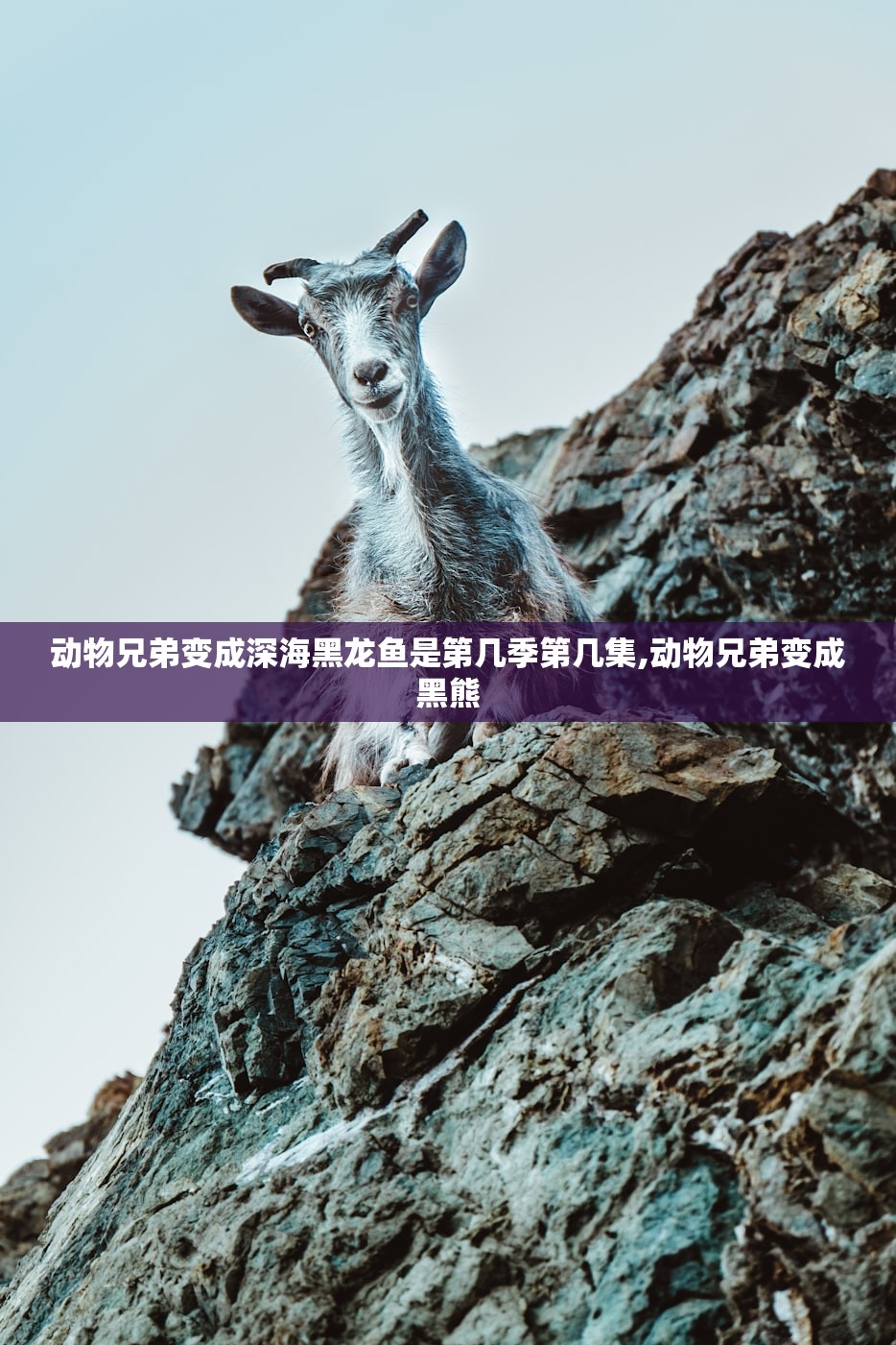 动物兄弟变成深海黑龙鱼是第几季第几集,动物兄弟变成黑熊