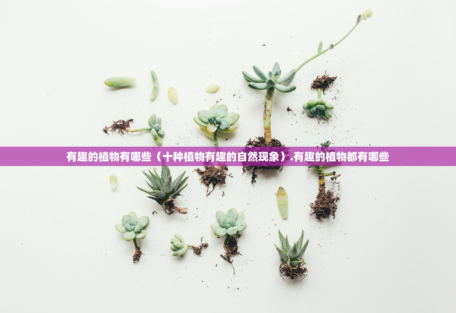 有趣的植物有哪些（十种植物有趣的自然现象）.有趣的植物都有哪些