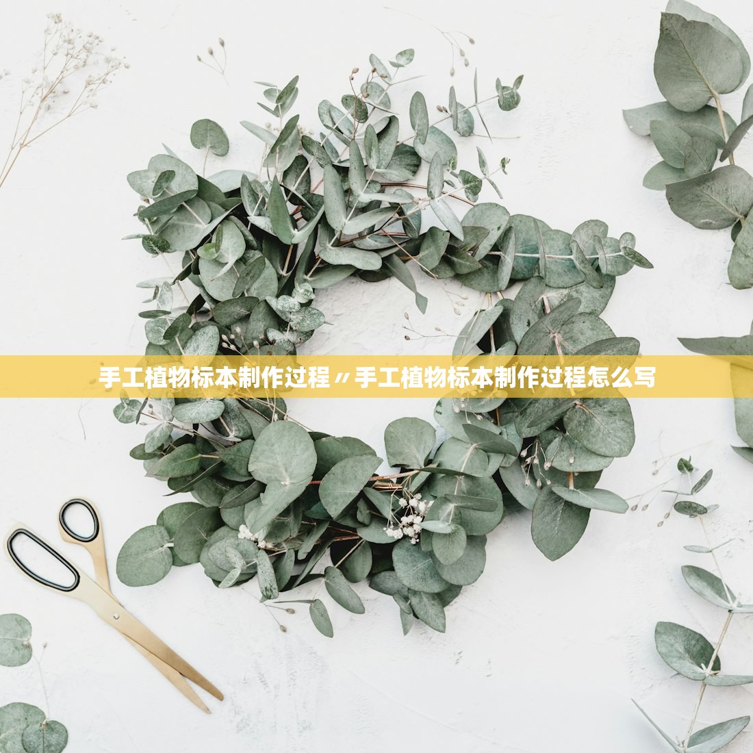 手工植物标本制作过程〃手工植物标本制作过程怎么写