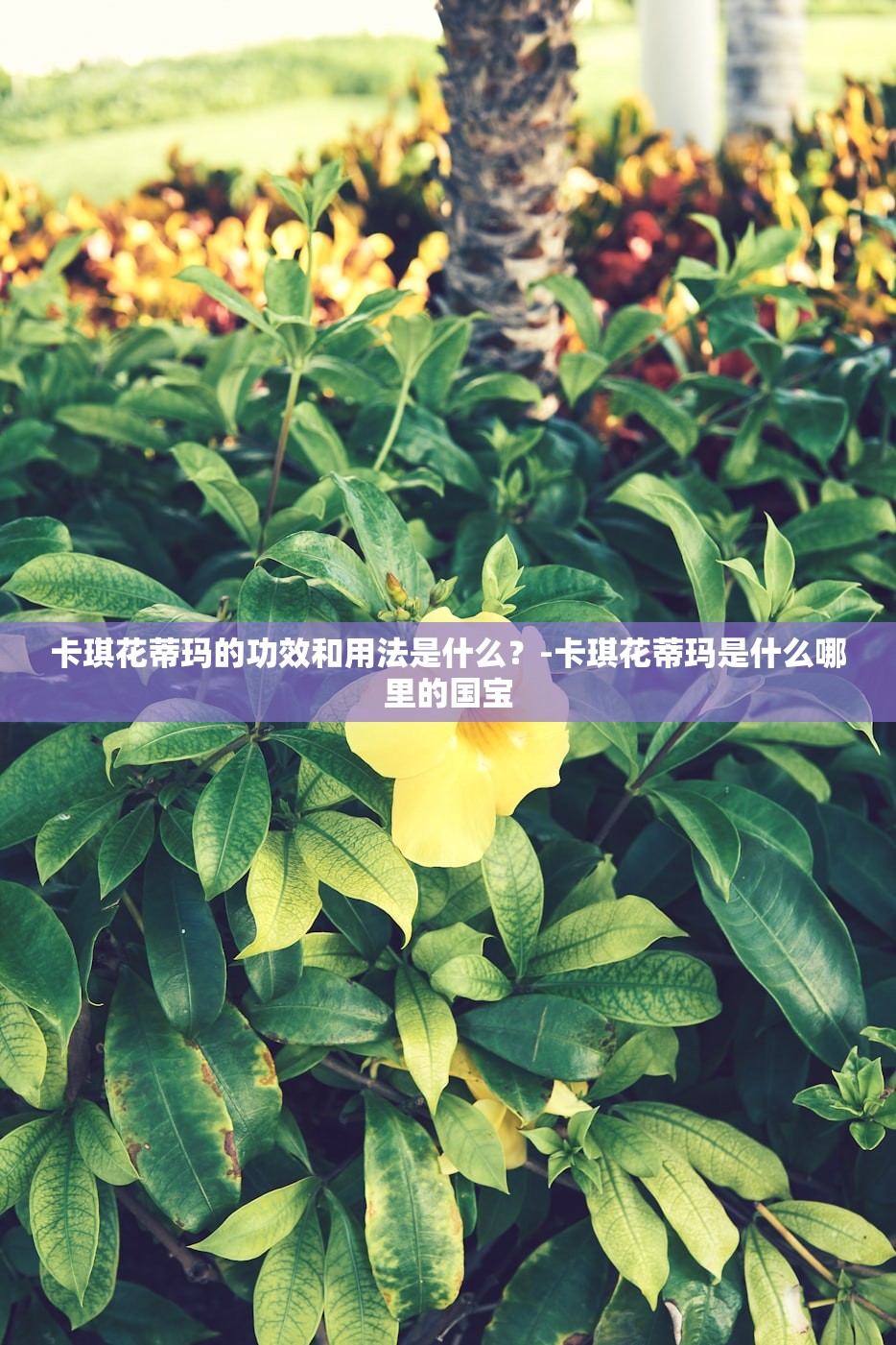 卡琪花蒂玛的功效和用法是什么？-卡琪花蒂玛是什么哪里的国宝